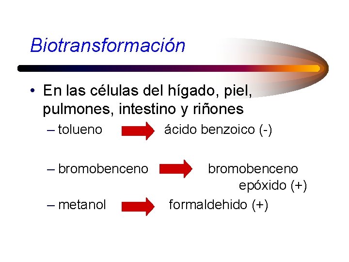 Biotransformación • En las células del hígado, piel, pulmones, intestino y riñones – tolueno
