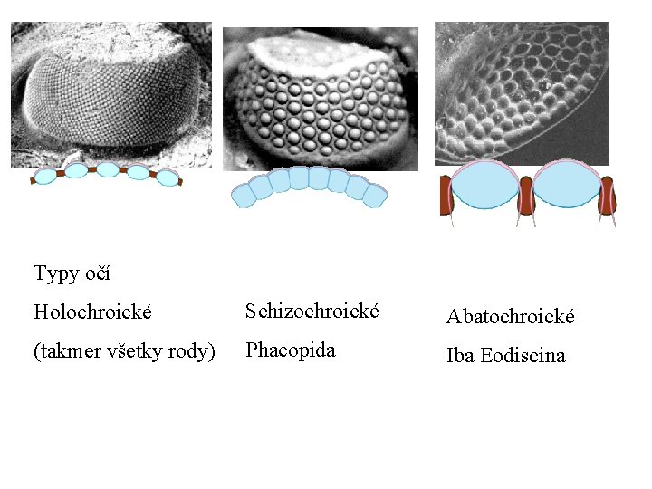 Typy očí Holochroické Schizochroické Abatochroické (takmer všetky rody) Phacopida Iba Eodiscina 