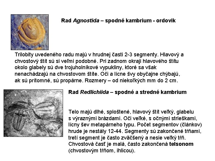 Rad Agnostida – spodné kambrium - ordovik Trilobity uvedeného radu majú v hrudnej časti