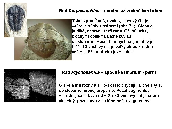 Rad Corynexochida – spodné až vrchné kambrium Telo je predĺžené, oválne, hlavový štít je