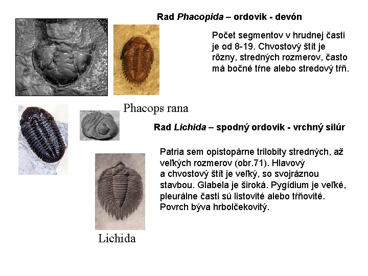 Rad Phacopida – ordovik - devón Počet segmentov v hrudnej časti je od 8