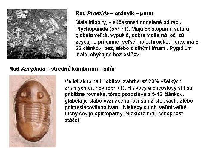 Rad Proetida – ordovik – perm Malé trilobity, v súčasnosti oddelené od radu Ptychopariida