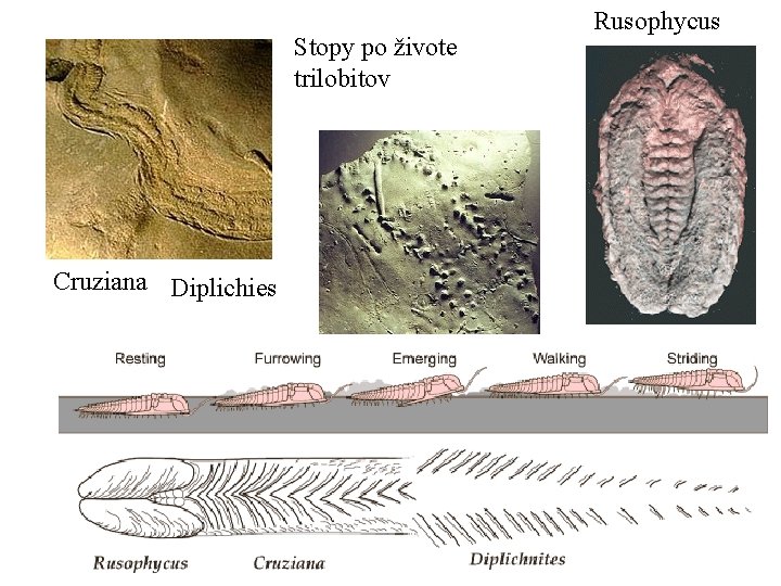 Stopy po živote trilobitov Cruziana Diplichies Rusophycus 