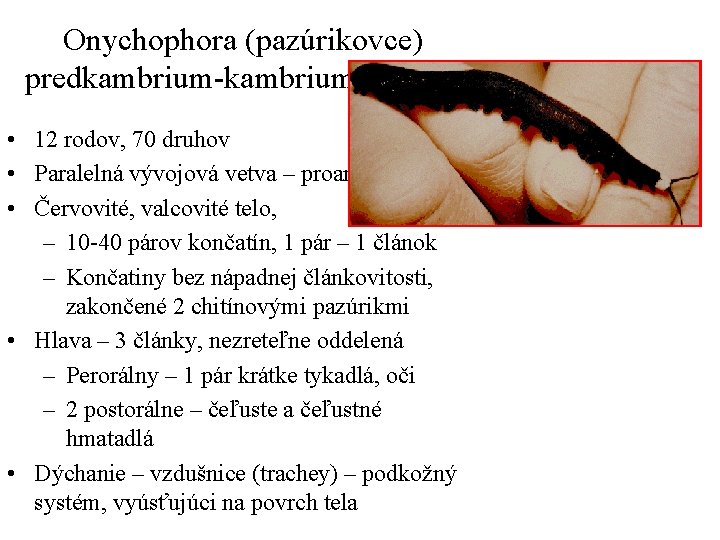 Onychophora (pazúrikovce) predkambrium-kambrium - recent • 12 rodov, 70 druhov • Paralelná vývojová vetva