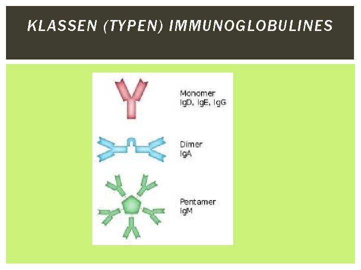 KLASSEN (TYPEN) IMMUNOGLOBULINES 