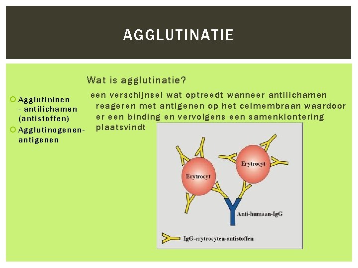 AGGLUTINATIE Wat is agglutinatie? Agglutininen - antilichamen (antistoffen) Agglutinogenenantigenen een verschijnsel wat optreedt wanneer