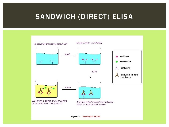 SANDWICH (DIRECT) ELISA 