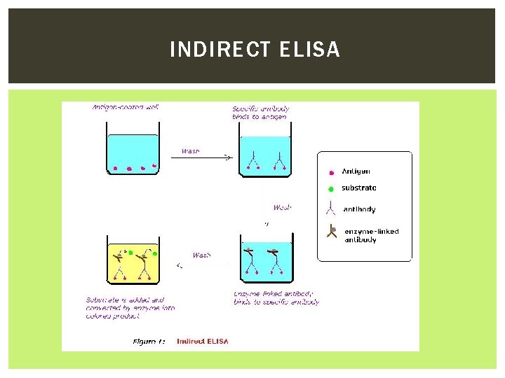 INDIRECT ELISA 