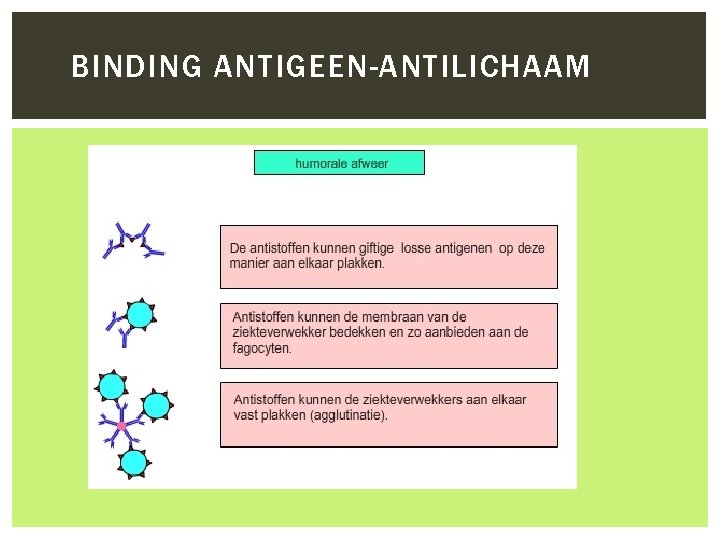 BINDING ANTIGEEN-ANTILICHAAM 