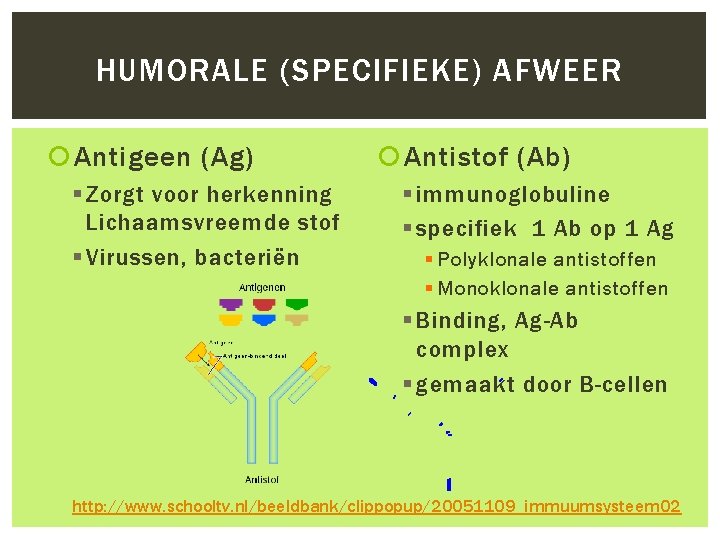 HUMORALE (SPECIFIEKE) AFWEER Antigeen (Ag) § Zorgt voor herkenning Lichaamsvreemde stof § Virussen, bacteriën