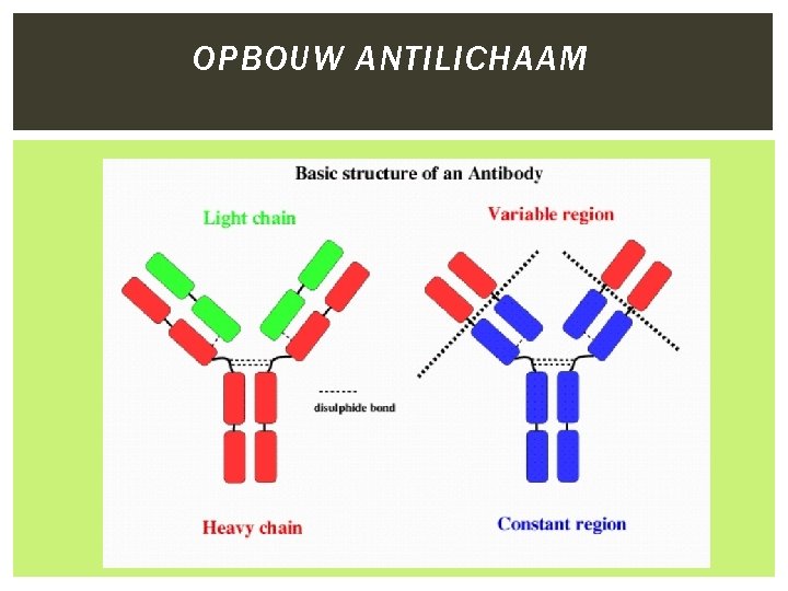 OPBOUW ANTILICHAAM 