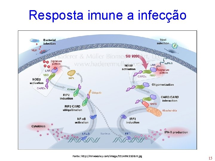 Resposta imune a infecção Fonte: http: //mrwoosley. com/image/551466 cb 3 d 0 c 6.