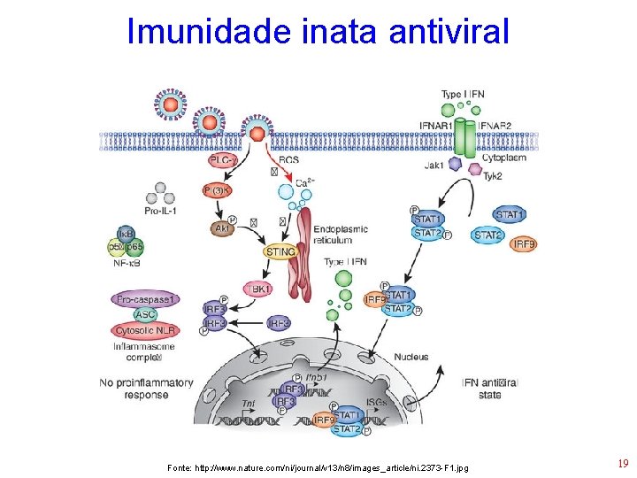 Imunidade inata antiviral Fonte: http: //www. nature. com/ni/journal/v 13/n 8/images_article/ni. 2373 -F 1. jpg