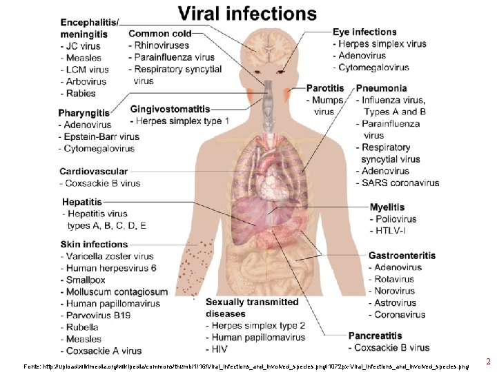 Fonte: http: //upload. wikimedia. org/wikipedia/commons/thumb/1/16/Viral_infections_and_involved_species. png/1072 px-Viral_infections_and_involved_species. png 2 