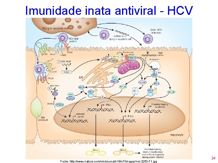 Imunidade inata antiviral - HCV Fonte: http: //www. nature. com/nm/journal/v 19/n 7/images/nm. 3253 -F