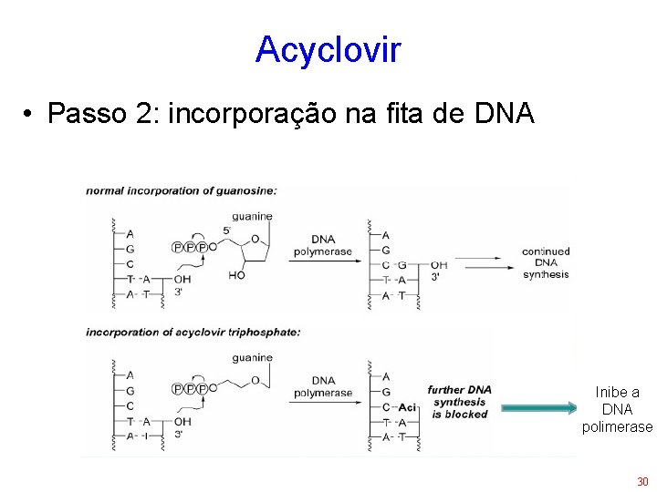 Acyclovir • Passo 2: incorporação na fita de DNA Inibe a DNA polimerase 30