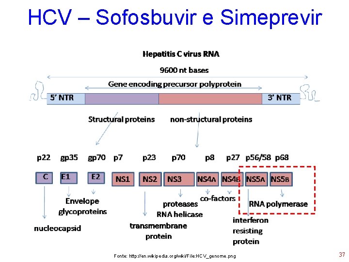 HCV – Sofosbuvir e Simeprevir Fonte: http: //en. wikipedia. org/wiki/File: HCV_genome. png 37 