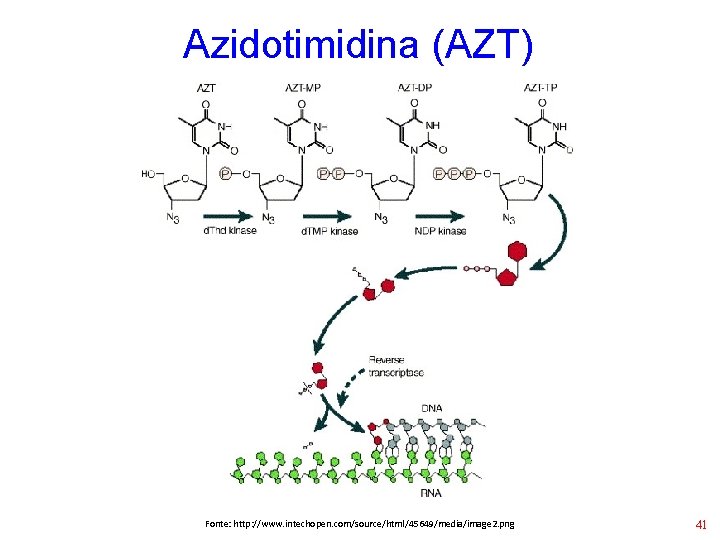 Azidotimidina (AZT) Fonte: http: //www. intechopen. com/source/html/45649/media/image 2. png 41 