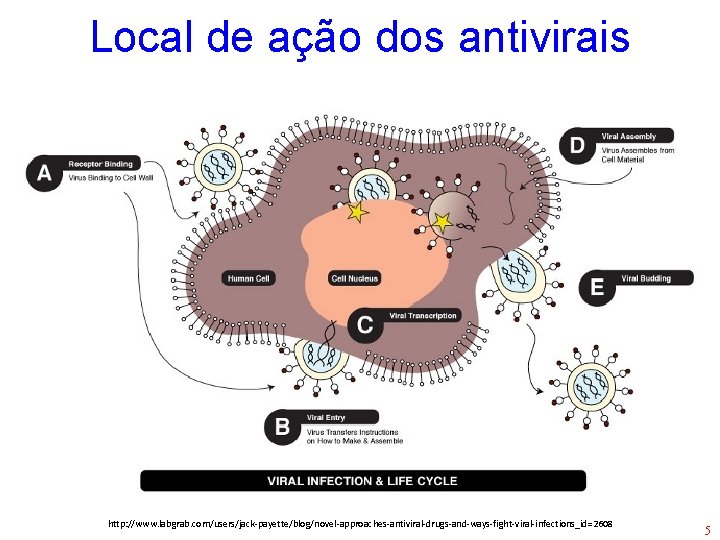 Local de ação dos antivirais http: //www. labgrab. com/users/jack-payette/blog/novel-approaches-antiviral-drugs-and-ways-fight-viral-infections_id=2608 5 