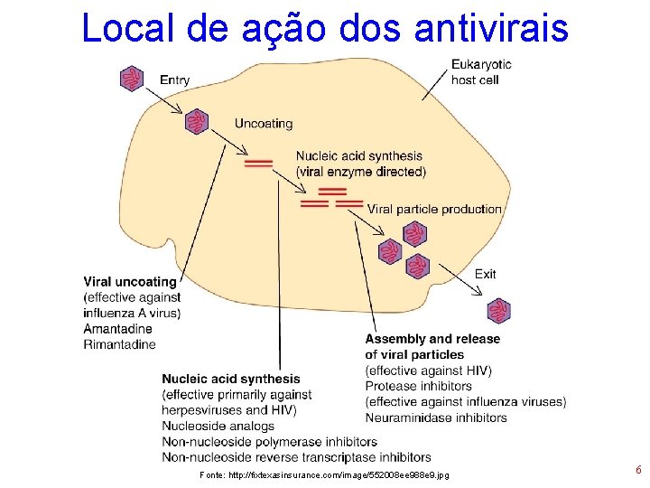Local de ação dos antivirais Fonte: http: //fixtexasinsurance. com/image/552008 ee 988 e 9. jpg