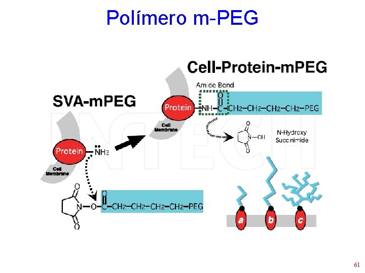 Polímero m-PEG 61 