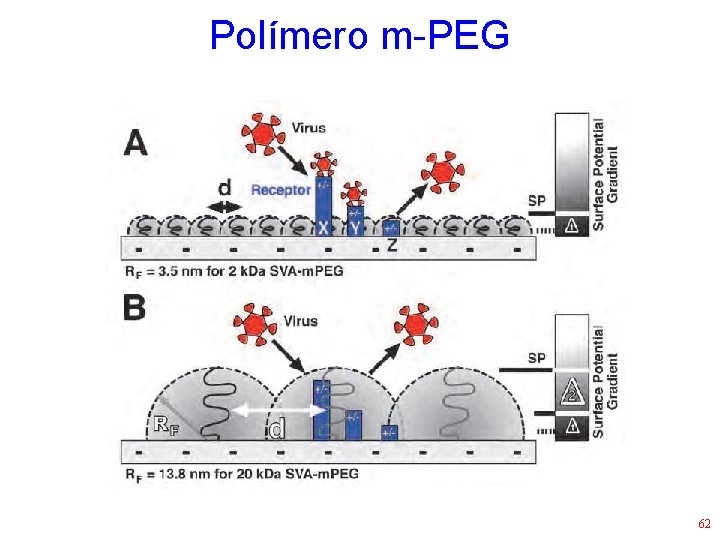 Polímero m-PEG 62 