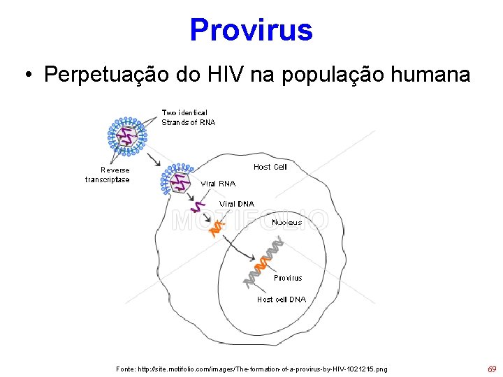 Provirus • Perpetuação do HIV na população humana Fonte: http: //site. motifolio. com/images/The-formation-of-a-provirus-by-HIV-1021215. png