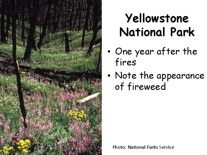Yellowstone National Park • One year after the fires • Note the appearance of