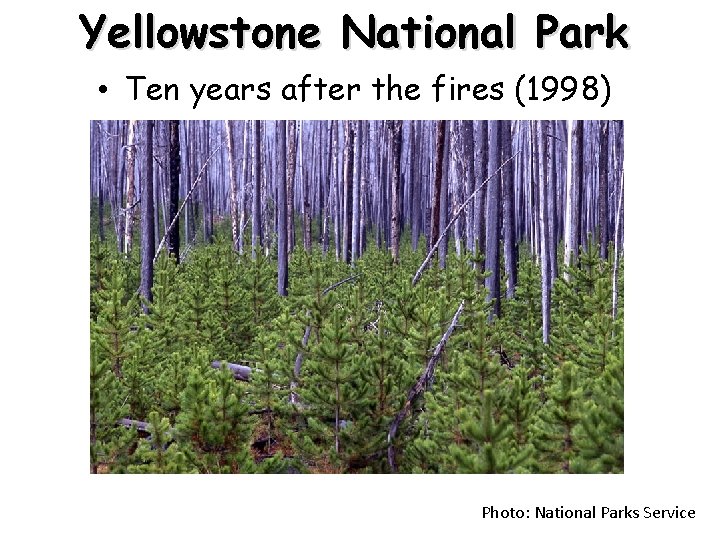 Yellowstone National Park • Ten years after the fires (1998) Photo: National Parks Service