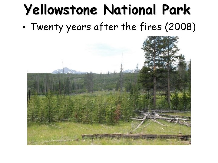 Yellowstone National Park • Twenty years after the fires (2008) 