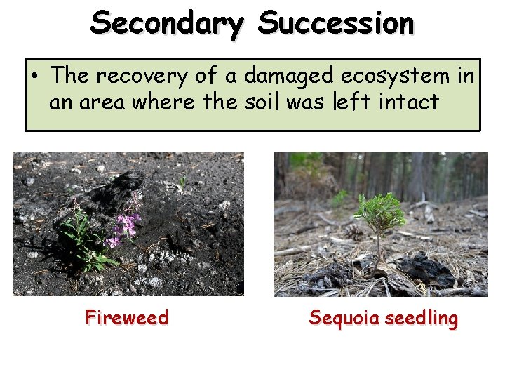 Secondary Succession • The recovery of a damaged ecosystem in an area where the