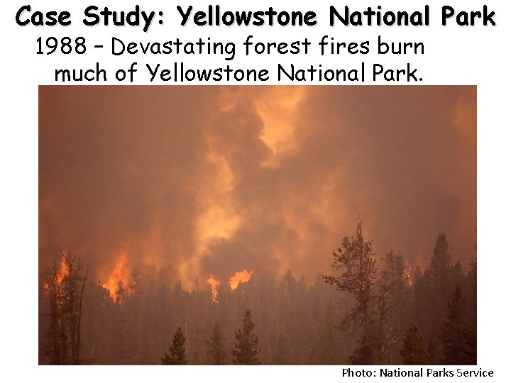 Case Study: Yellowstone National Park 1988 – Devastating forest fires burn much of Yellowstone
