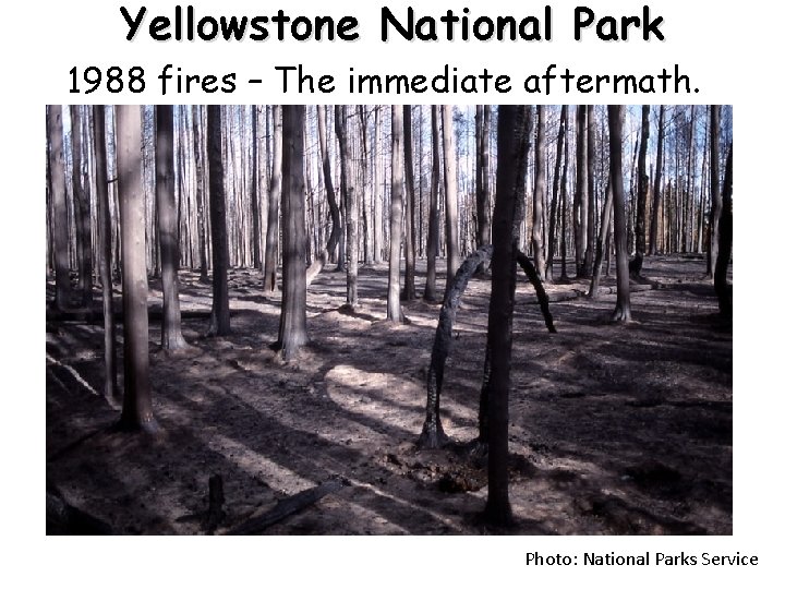 Yellowstone National Park 1988 fires – The immediate aftermath. Photo: National Parks Service 