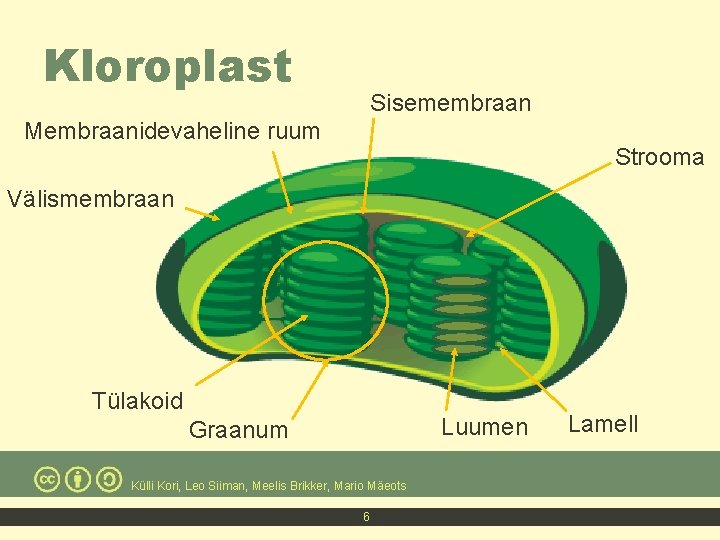 Kloroplast Sisemembraan Membraanidevaheline ruum Strooma Välismembraan Tülakoid Luumen Graanum Külli Kori, Leo Siiman, Meelis