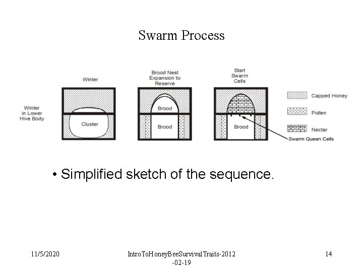 Swarm Process • Simplified sketch of the sequence. 11/5/2020 Intro. To. Honey. Bee. Survival. Swarm Process • Simplified sketch of the sequence. 11/5/2020 Intro. To. Honey. Bee. Survival.