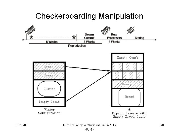 Checkerboarding Manipulation 11/5/2020 Intro. To. Honey. Bee. Survival. Traits-2012 -02 -19 20 Checkerboarding Manipulation 11/5/2020 Intro. To. Honey. Bee. Survival. Traits-2012 -02 -19 20
