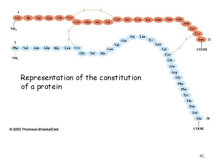 Representation of the constitution of a protein 41 