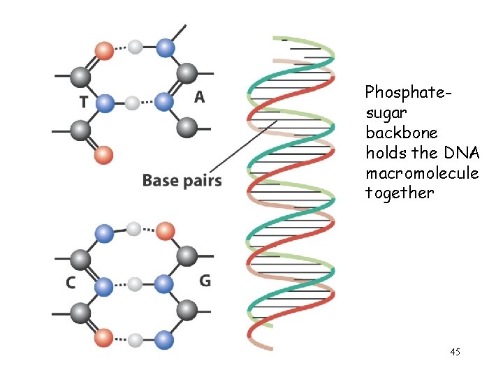 Phosphatesugar backbone holds the DNA macromolecule together 45 