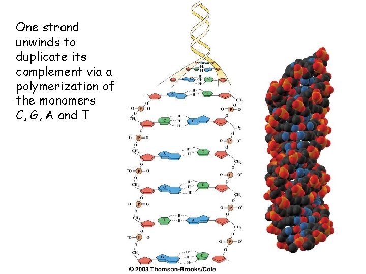 One strand unwinds to duplicate its complement via a polymerization of the monomers C,