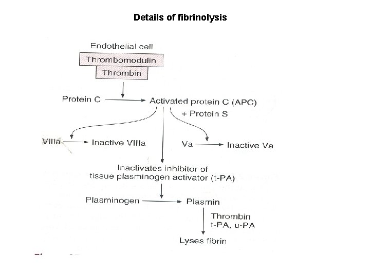 Details of fibrinolysis 