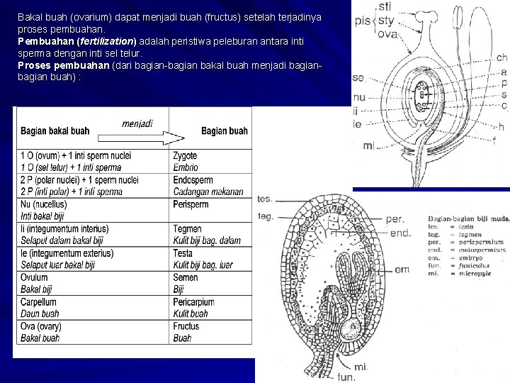 Bakal buah (ovarium) dapat menjadi buah (fructus) setelah terjadinya proses pembuahan. Pembuahan (fertilization) adalah