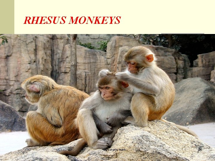 RHESUS MONKEYS 428 surgery team 30 