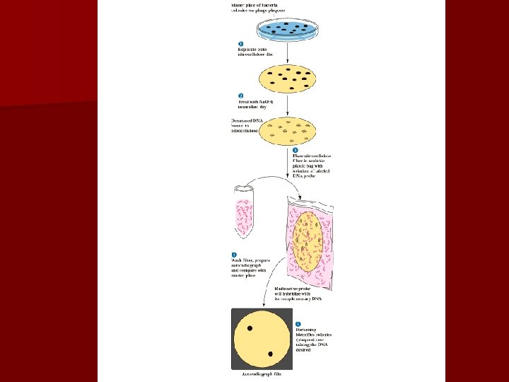 Colony Hybridization 