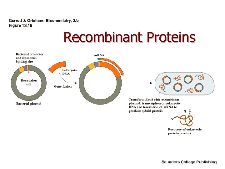 Recombinant Proteins 