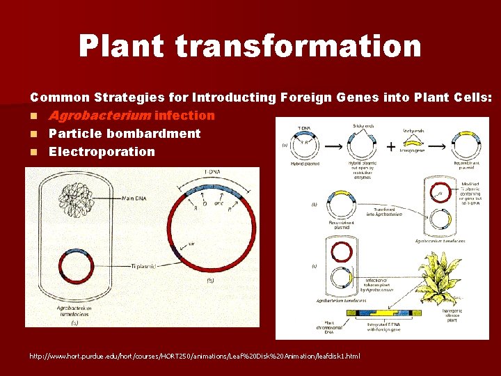 Plant transformation Common Strategies for Introducting Foreign Genes into Plant Cells: n Agrobacterium infection