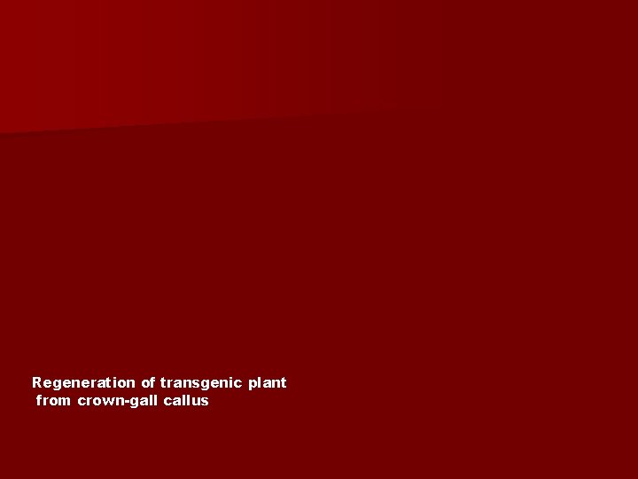 Regeneration of transgenic plant from crown-gall callus 