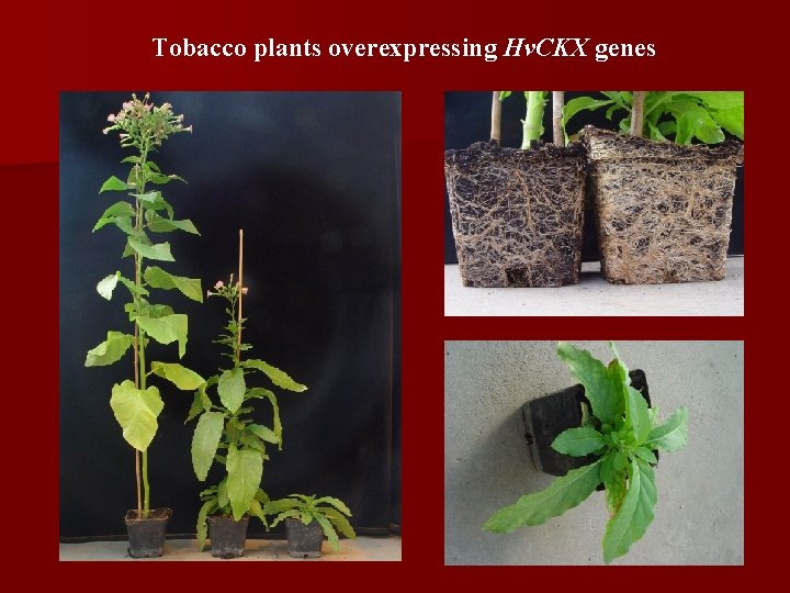 Tobacco plants overexpressing Hv. CKX genes 