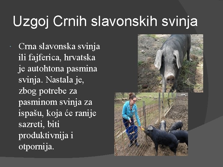 Uzgoj Crnih slavonskih svinja Crna slavonska svinja ili fajferica, hrvatska je autohtona pasmina svinja.