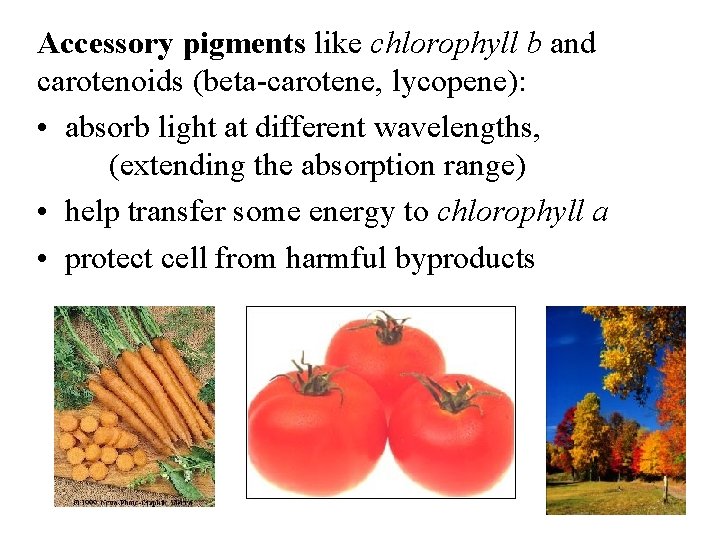 Accessory pigments like chlorophyll b and carotenoids (beta-carotene, lycopene): • absorb light at different