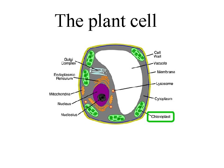 The plant cell 